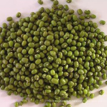 Vente chaude concurrentiel Mung Bean